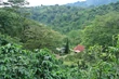 Panama Camiseta Estate farm