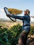 brazil_kave
