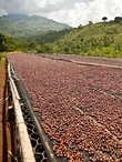 Etióp Yirgacheffe Haile Selassie - 250g 