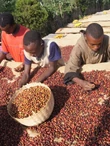 Etióp Yirgacheffe Haile Selassie - 250g 