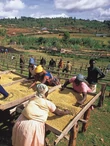 Kenya AA TOP Gikanda Ndaro - 1kg