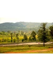 kenya_kionjogu_arabica_kave_01
