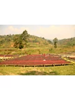 burundi_gakenke_arabica_kave