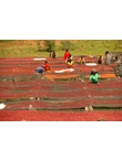 burundi_gakenke_arabica_kave