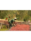 Burundi Gahahe Natural - 250g