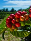 bom_jeseus_arabica_kave