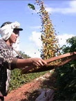 bom_jeseus_arabica_kave