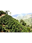 Kolumbia-Hacienda-La-Claudina-farm-kave-01