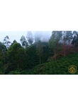 Columbia La Esperanza Red Bourbon Honey - 250g