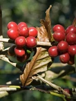 Martinique - Bourbon - 250g