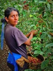 Costa Rica Tarazzu - 250g