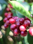 Costa Rica Tarazzu - 250g