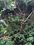 Costa Rica Chacón Solano farm - 250g