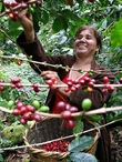 Koffeinmentes - Nicaragua Nueva Segovia - 250g