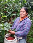 Nicaragua El Mozonte SHG - 250g