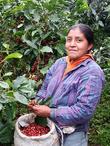 Nicaragua El Mozonte SHG - 500g