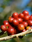 peru_geisha_arabica_kave