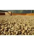 Panama Bajo Mono - 250g