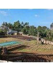 Basha Bekele farm 3