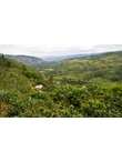 Kolumbia Huila régió