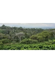 Kolumbia Huila régió