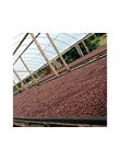 Kolumbia El Rubi Pink Bourbon