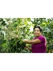 Mexico Finca El Olmo szüret 1
