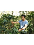 Mexico Finca El Olmo szüret 2