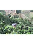 Kolumbia - Finca Zarza 3