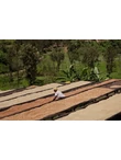 Ruanda farm 2