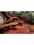 Ruanda farm 3