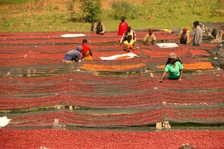 burundi_gakenke_arabica_kave