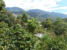jamaica_blue_mountain_arabica_kave