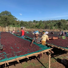 Ethiopia Ana Sora farm 1