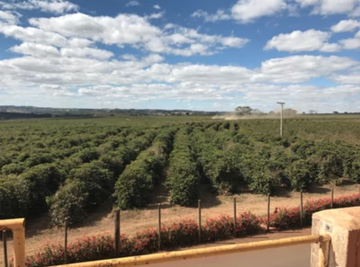 bom_jeseus_arabica_kave