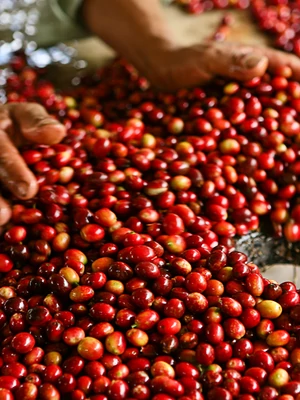 Kolumbiai szüreti gyümölcskávé - 500g