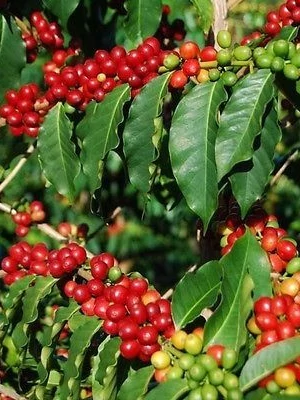 Honduras El Izote farm SHG - 250g