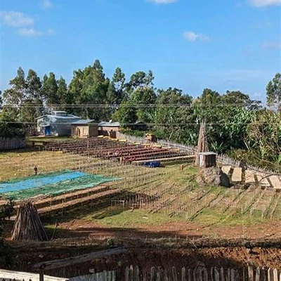 Basha Bekele farm 3
