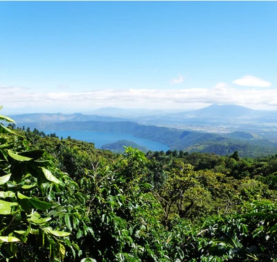 El Salvador Divisadero Finca Himalaya Farm