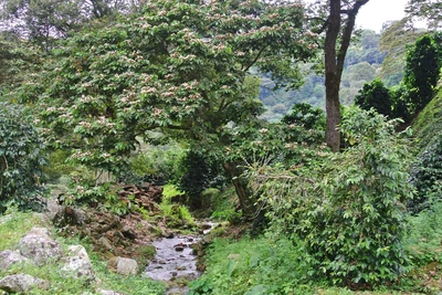 Panama Camiseta Estate farm 2