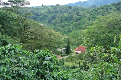 Panama Camiseta Estate farm