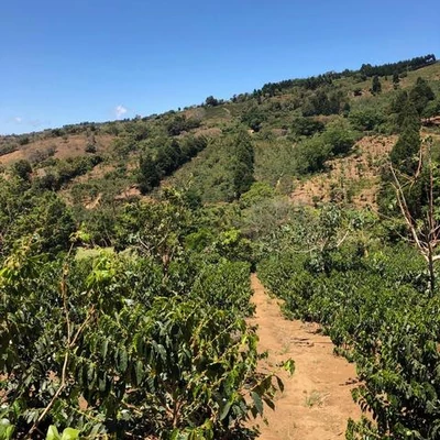 Ethiopia Ana Sora farm 3